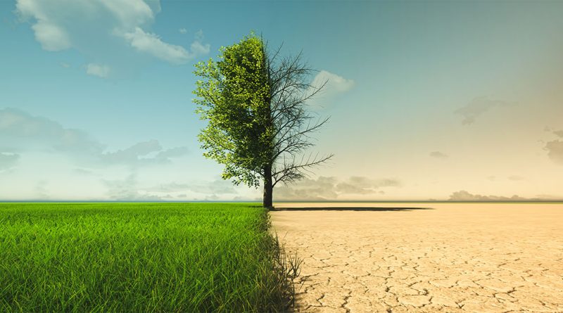 An image of a tree in a field, with one side of it being lush green grass, and the other being dry wasteland to support climate change impact on supply chain article